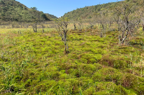 Woody plants on peatland with hills in the background